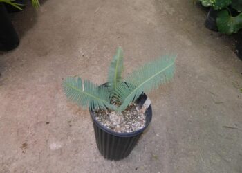DIOON EDULE TAMAULUPIS