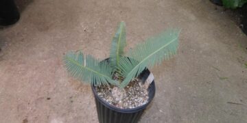 DIOON EDULE TAMAULUPIS