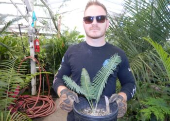 DIOON EDULE TAMAULUPIS