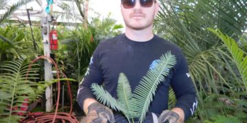 DIOON EDULE TAMAULUPIS