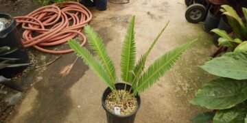 DIOON SPECIES “RIO VERDE” MEXICAN CYCAD WITH LONG LEAVES