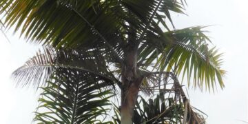 DYPSIS LEPTOCHEILOS