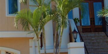 DYPSIS LUTESCENS