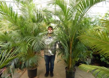 DYPSIS LUTESCENS