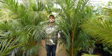 DYPSIS LUTESCENS
