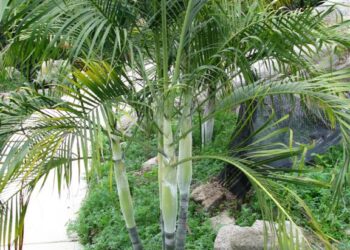 DYPSIS ONILAHENSIS