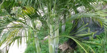 DYPSIS ONILAHENSIS