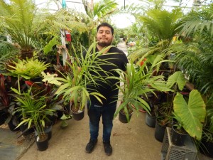 DYPSIS PEMBANA