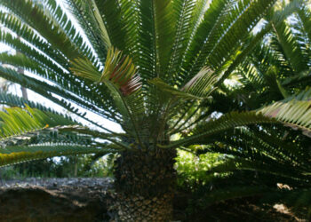 ENCEPHALARTOS NATALENSIS MEDIUM SIZED GREEN SOUTH AFRICAN CYCAD
