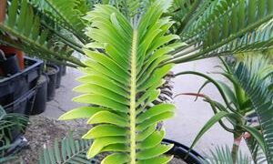 ENCEPHALARTOS ALTENSTEINII LARGER GREEN CYCAD FROM SO AFRICA