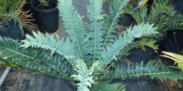 ENCEPHALARTOS BLUE ARENARIUS