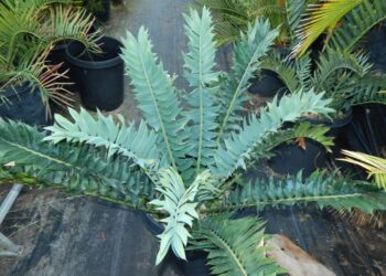 ENCEPHALARTOS BLUE ARENARIUS