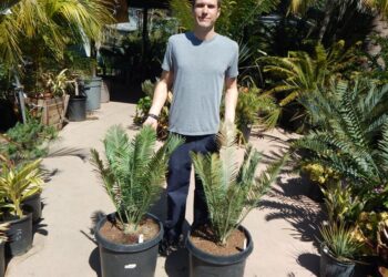 ENCEPHALARTOS CERINUS
