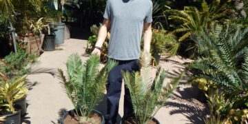 ENCEPHALARTOS CERINUS