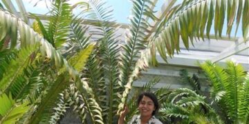 ENCEPHALARTOS LAURENTIANUS THE GIANT KWANGO CYCAD SPECTACULAR CENTRAL AFRICAN CYCAD
