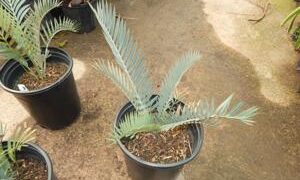 ENCEPHALARTOS LEHMANNII RARE BLUE SOUTH AFRICAN CYCAD FOR FULL COASTAL SUN