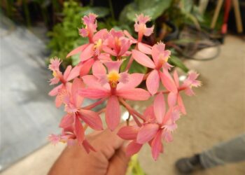 EPIDENDRON ORCHIDPINK – PURPLE BLOSSOM