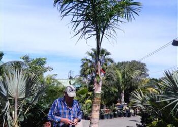 GAUSSIA MAYA A VERY DIFFERENT PALM FOR SO. CALIFORNIA