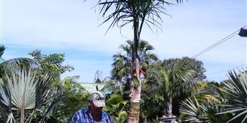 GAUSSIA MAYA A VERY DIFFERENT PALM FOR SO. CALIFORNIA