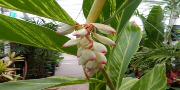 VARIEGATED SHELL GINGER