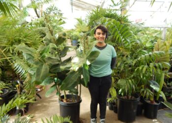 GINGER – KAHILI GINGER