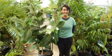 GINGER – KAHILI GINGER