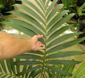 KENTIOPSIS OLIVIFORMIS A GREAT CROWN SHAFTED PALM
