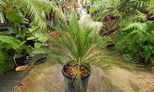 MACROZAMIA RIEDLEI RARE GREEN CYCAD FROM WESTERN AUSTRALIA