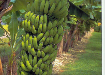 FRUITING BANANA