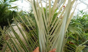 PARAJUBAEA TORALLYI THE SOUTH AMERICAN “COCONUT PALM” PRESENTLY IMPOSSIBLE TO FIND AVAILABLE