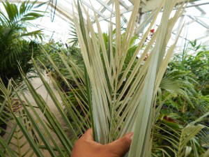 PARAJUBAEA TORALLYI THE SOUTH AMERICAN “COCONUT PALM” PRESENTLY IMPOSSIBLE TO FIND AVAILABLE