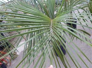 PARAJUBAEA TORALLYI THE SOUTH AMERICAN “COCONUT PALM”