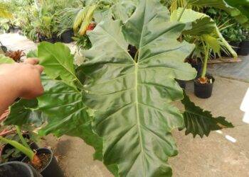 PHILODENDRON EVANSII
