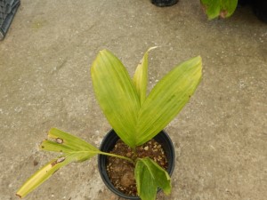 PTYCHOSPERMA ELEGANS THE SOLITAIRE PALM – NATIVE TO AUSTRALIA