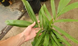 PTYCHOSPERMA SALOMONENSE QUICK GROWING, CROWN SHAFTED