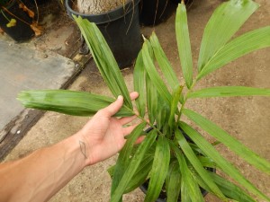PTYCHOSPERMA SALOMONENSE QUICK GROWING, CROWN SHAFTED