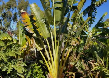 THE TRAVELER PALM RAVENALA MADAGASCARENSIS