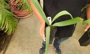 SABAL ETONIA DWARF SABAL SPECIES FROM FLORIDA