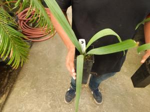 SABAL ETONIA DWARF SABAL SPECIES FROM FLORIDA