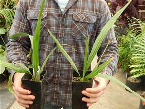 SABAL PALMETTO THE PALMETTO PALM