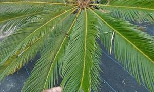 CYCAS REVOLUTA – THE SAGO PALM MOST POPULAR CYCAD IN THE WORLD
