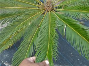CYCAS REVOLUTA – THE SAGO PALM MOST POPULAR CYCAD IN THE WORLD