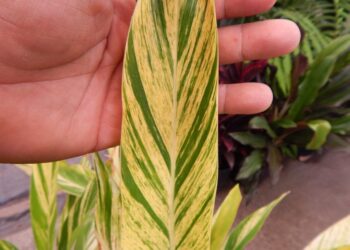 VARIEGATED SHELL GINGER