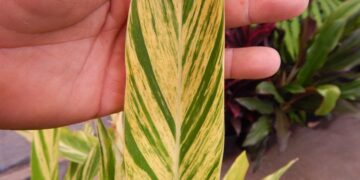 VARIEGATED SHELL GINGER