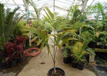 ADONIDIA – VEITCHIA MERRILLII HYBRID
