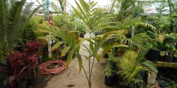 ADONIDIA – VEITCHIA MERRILLII HYBRID