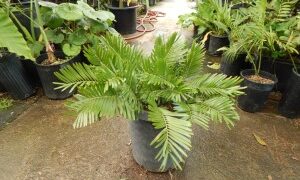 ZAMIA AMBLYPHYLLIDIA DWARF GREEN CYCAD