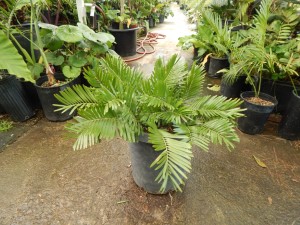 ZAMIA AMBLYPHYLLIDIA DWARF GREEN CYCAD