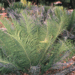 CYCAS PANZHIHUAENSIS RARE GREEN CHINESE CYCAD EXCELLENT COLD HARDINESS