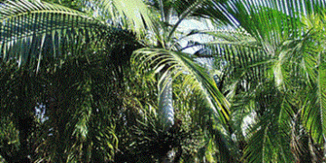 DICTYOSPERMA ALBUM VAR RUBRUM PRINCESS PALM, HURRICANE PALM